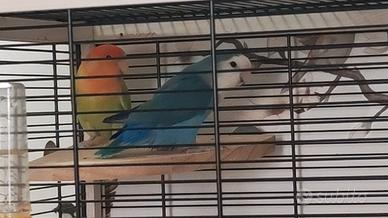 Coppia di inseparabili