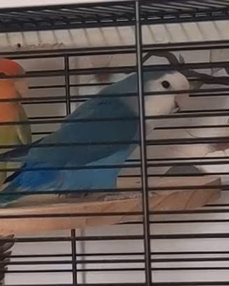 Coppia di inseparabili