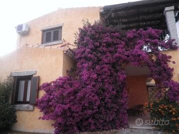 San Teodoro Casa indipendente con giardino