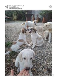 Cuccioli di pastore maremmano meticci