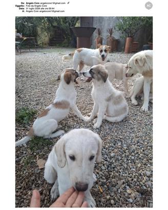 Cuccioli di pastore maremmano meticci
