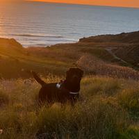 Labrador con pedigree per accoppiamento