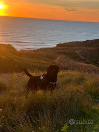 Labrador con pedigree per accoppiamento