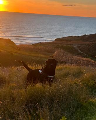 Labrador con pedigree per accoppiamento