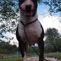 Bull terrier miniature femmina
