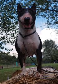 Bull terrier miniature femmina