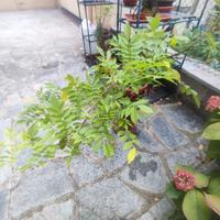 Bonsai