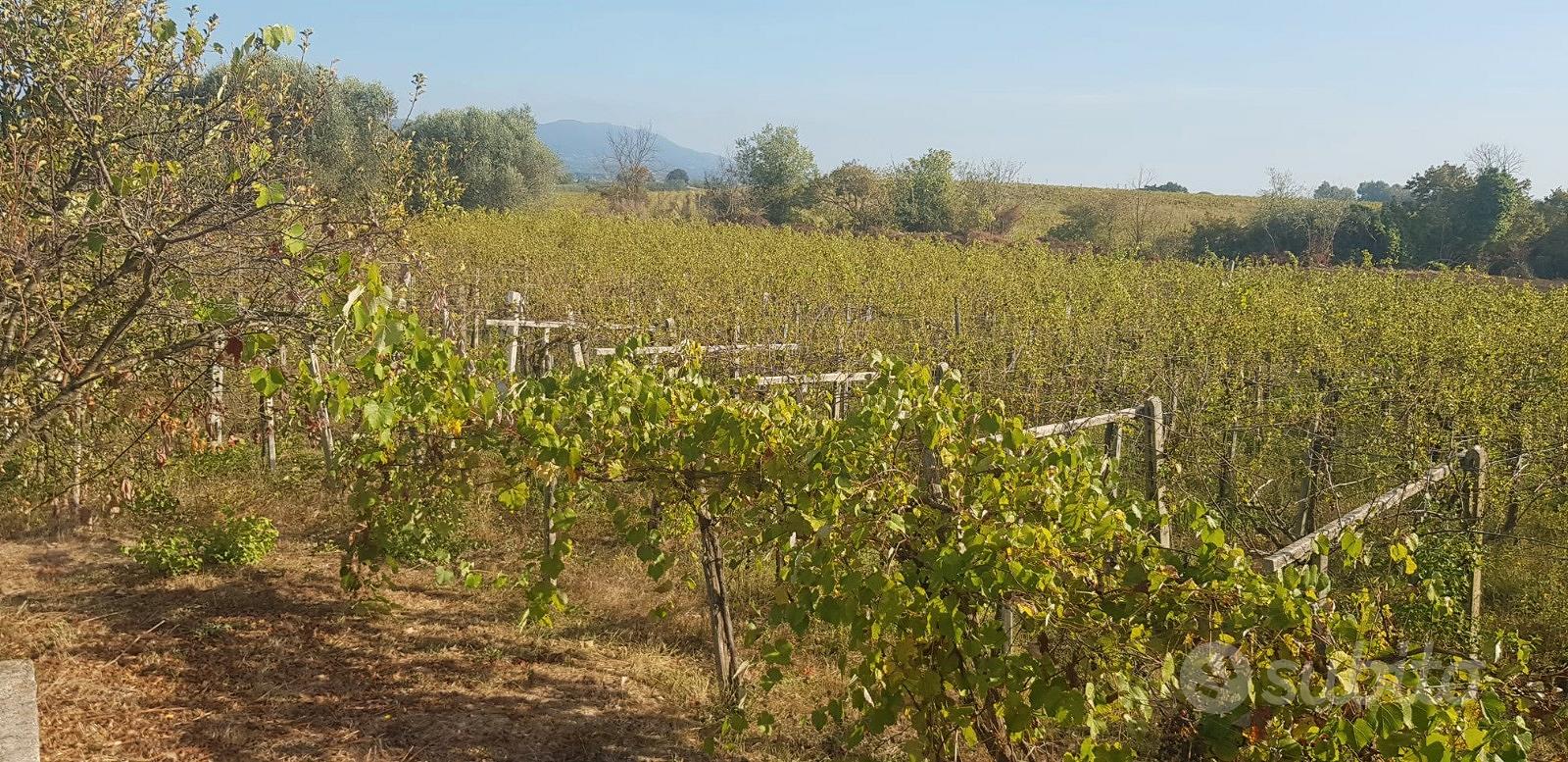 Terreno Agricolo 6000 mq - Vista 3