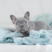 Bulldog francese maschio blu platino per monta