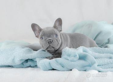 Bulldog francese maschio blu platino per monta