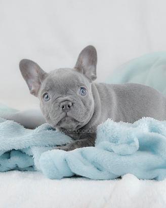 Bulldog francese maschio blu platino per monta