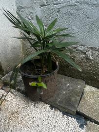 Palme per giardino