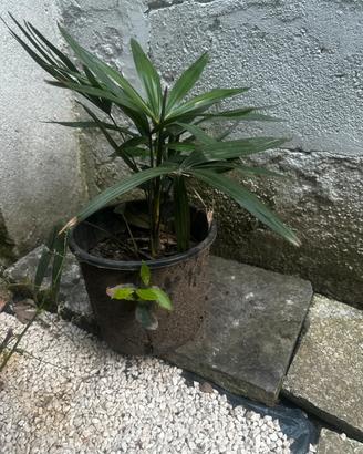 Palme per giardino
