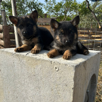 Cuccioli di pastore tedesco