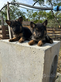 Cuccioli di pastore tedesco