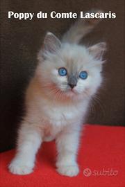 Cucciola razza ragdoll con pedigree