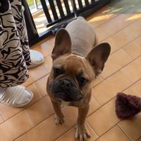 Cucciolo di bulldog francese