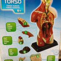 Torso umano modello anatomico, didattico.