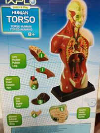 Torso umano modello anatomico, didattico.