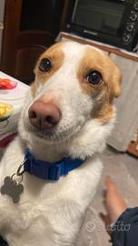 Meticcio sterilizzato