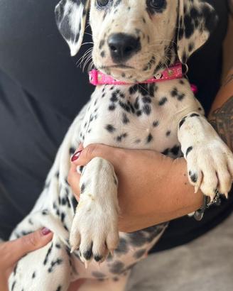 Femminuccia dalmata