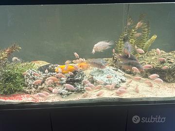 Pesci per acquario d'acqua dolce