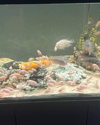Pesci per acquario d'acqua dolce