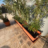 10 vasi da 1mt completi di oleandri