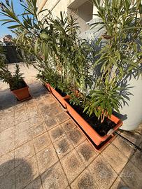 10 vasi da 1mt completi di oleandri