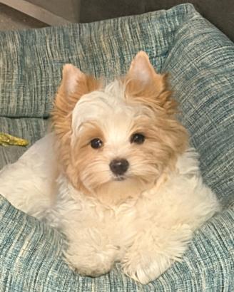 Biewer Yorkshire Terrer Golddust