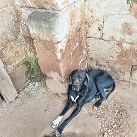 Cuccioli bracco Pointer