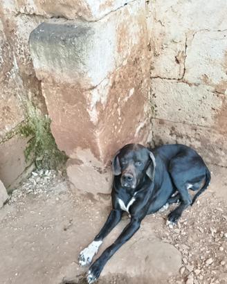 Cuccioli bracco Pointer