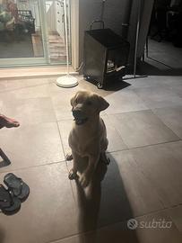 Cane per accoppiamento