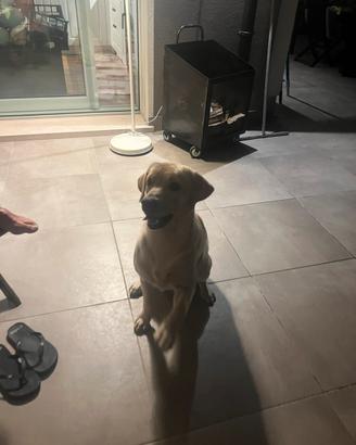 Cane per accoppiamento