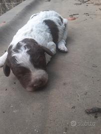 Cucciolo di lagotto romagnolo