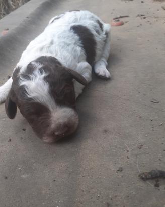 Cucciolo di lagotto romagnolo