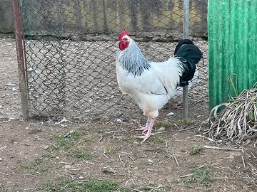 Polli razza