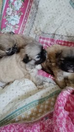 Cuccioli pechinese