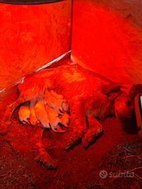 Cuccioli setter inglese