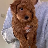 Borboncino toy maschio