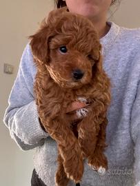 Borboncino toy maschio