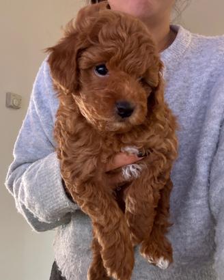 Borboncino toy maschio