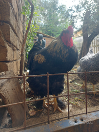 Gallo nero Brahma