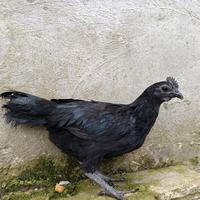 Galline cemani