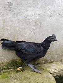 Galline cemani