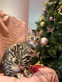 Cuccioli bengala Brown spotted tabby