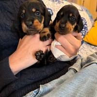 Cuccioli bassotto tedesco pelo duro