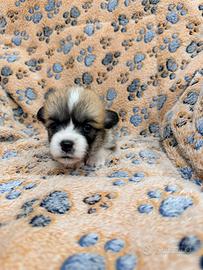 Cuccioli Welsh Corgi Pembroke