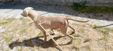 Weimaraner
