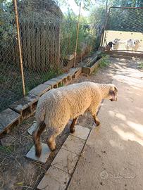 Agnello di 3 mesi